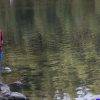 DONDE LOS PÁJAROS VAN A MORIR, cortesía directora